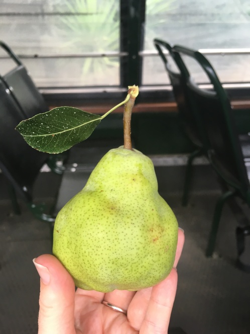 Scrumpy pear
