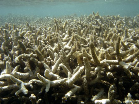 coral bleaching